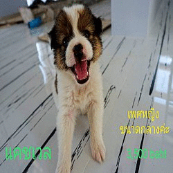 ลูกสุนัขน้อยบางแก้วแท้ (คอก1) มีใบ pedigree ลูกสุนัขน้อยอยู่กาญจนบุรี โทร 097-22...