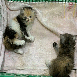ขายเปอร์เซียแท้ หน้าบี้ ลูกครึ่ง CFA   - เลี้ยงเองครับ ทั้งตัวพ่อและแม่ - เพศเมี...