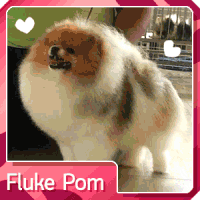 Fluke's Pom ฟาร์มสุนัขปอมเมอเรเนียนระดับคุณภาพ มีพ่อพันธุ์สายเลือดดี ตำแหน่...