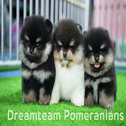 ★★★Dreamteam Pomeranian มีลูกปอมเมอเรเนียนขาย น่ารัก สวย ทุกเกรด ไหล่สูง หน้าหมี...
