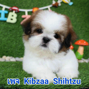 Kibzaa Shihtzu จำหน่ายสุนัขสายพันธ์ชิสุห์ (แท้) น่ารัก แสบซน สุขภาพดี มีประกันสุ...