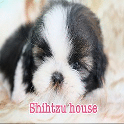 Shihtzu house ยินดีให้บริการลูกชิสุห์แท้ สุนัขพันธ์เล็กเกรดสวยมีบริการจัดส่งด่วน...