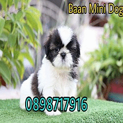 ⭐️เพจ Baan Mini Dog Pet Shop จำหน่ายน้องหมาพันธ์ุเล็ก ชิสุทอยแท้ ปอมแท้ จากประสบ...