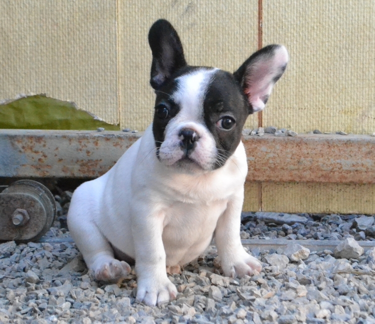 อันดับหนึ่ง 104+ ภาพพื้นหลัง เฟรนบลูด็อก การ์ตูน ใหม่ที่สุด