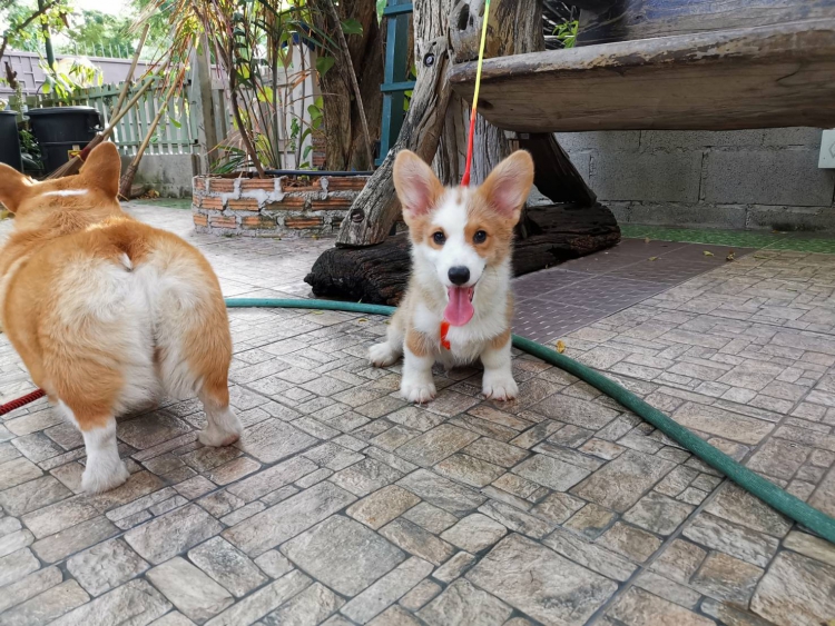 ขาย คอกี้(Corgi) เพมโบรก เวลช์