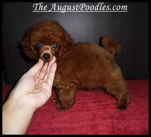 TheAugustPoodles จำหน่ายพุดเดิ้ลแท้ ทั้งทอยและทีคัพ พร้อมใบเพ็ด