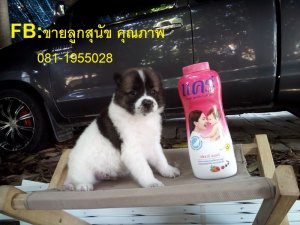 บางแก้ว เพศผู้ ตัวสุดท้าย สวยๆ เฝ้าบ้านดีครับ โทร.081-1955028