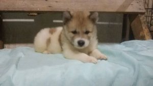 ขายลูกสุนัขบางแก้วแท้ อายุ 35 วัน