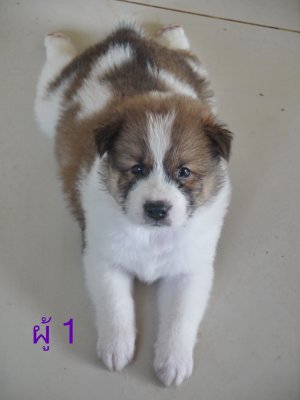 ราคาไม่แพง..บางแก้วแท้..3900 บาท