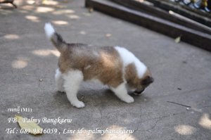 จองแล้ว ลูกสุนัขบางแก้วสายเลือดไทยแลนด์แชมป์ ฮอลลี่,โตโน่ โครงสร้างดี Line id :...