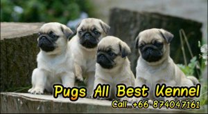 Pugs all best kennel จำหน่ายลูกสุนัขพันธุ์ปั๊กระดับคุณภาพ รับประกันสุขภาพ บริการ...