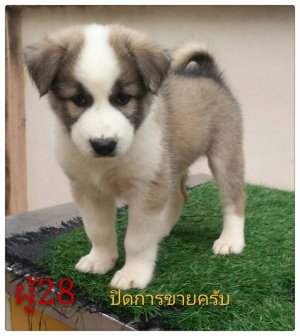 ปิดการขาย