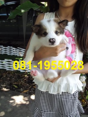 บางแก้วผสมลาบาดอล์ สวยๆครัย โทร.081-1955028