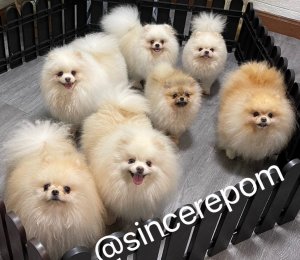 ซินเซีย POM ขายปอมเมอเรเนี่ยน เกรดประกวด เกรดโชว์  ขาใหญ่ขนแน่น มีใบเพด ***มีคลิ...