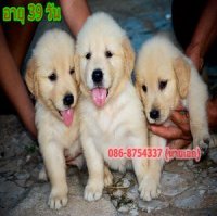 ลูกโกลเด้นเพศเมีย 3 ตัว สนใจสอบถามได้นะครับ  กทม.และจังหวัดโซนภาคกลางบริการส่งเอ...