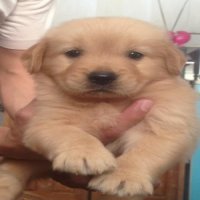 ลูกสุนัขโกลเด้น เกรด โชว์ควอลิตี้ เกิดจากพ่อพันธุ์ อเมริกันแชมป์ตัวเดียวในไทย แล...