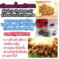 ขายลูกสุนัขปั๊กแท้100% ผู้4เมีย3  ปิดการขาย