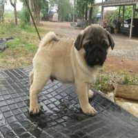 ลูกปั๊กเพศผู้ 2 ตัวสีฟอร์น ลูกไทยแชมป์ หลาน อเมริกาแชมป์