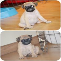 PUGเพศผู้สายพันธุ์แท้เกรดสวยแข็งแรงพร้อมบริการส่งครับ