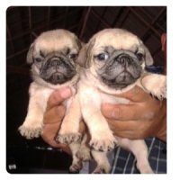 น้องปั๊กโครงสร้างสวยๆ ค่ะ อ้วนเตี้ยล่ำๆค่ะ 0990049059 ค่ะ 