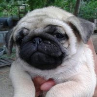บดินทร์ชัย เคนเนล  เราจำหน่ายลูกสุนัข Pug สายเลือดคุณภาพ รับประกันความสวย  ขณะนี...