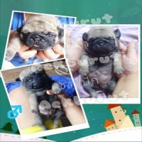 เปิดจองลูกปั๊ก เพศผู้ 2 เพศเมีย 1