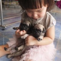 ขายน้องหมาปั๊ก ช 1 ญ 1