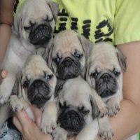 ขายลูกปั๊กชุดใหม่อ้วนตัน ริงเกิ้ลเต็ม มีทั้งผู้และเมีย