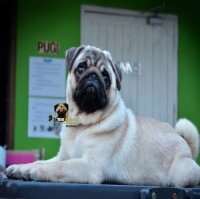 ปิดการขาย! จำหน่ายปั๊กเพศผู้ อายุ 6 เดือน ลูก PHIL.TH.CH.OROGRAND ST.HUBERT PHIL...