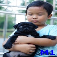 ขายปั๊กดำ เกรดโชว์ ลุกไทยแชมป์