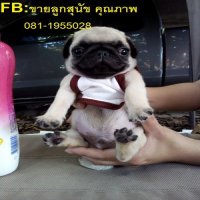 ( ชุดใหม่ ) น้องปั๊ก พร้อมย้ายบ้าน เพศผู้ ริงเกิ้ลเต็ม สีสว่าง ตัวอ้วนๆ ซนๆ โทร....
