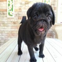(ย้ายบ้านละครับ )Pug ดำลูกชาย ( ปาเกียว  ) เพศผู้
