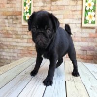  (ย้ายบ้านละครับ )น้องแคทรีน่า  Pug ดำ ลูกสาว ( ปาเกียว ) 