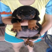 ขายลูกร็อตไวเลอร์ออายุ52วัน ตัวละ8500 ผู้1 เมีย5  สนใจติดต่อ0856766072