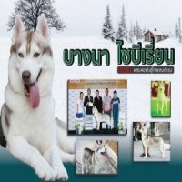 เปิดรับผสมพ่อพันธุ์ไซบีเรียน  BBIS.Th.Ch.Wyvern's rocky mountain (Brave) 