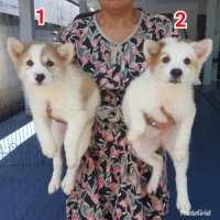 ลูกบางแก้วสวยๆ (เมีย) เกรด A ชุดที่ 154 จาก kankarn club มีจัดส่ง***หมด