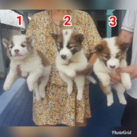 ลูกบางแก้วสวยๆ เกรด A ชุดที่ 159 จาก kankarn club มีจัดส่งทั่วประเทศ(กันย์เจ้าเก...