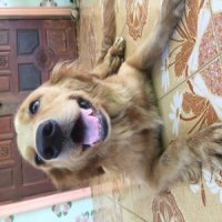ขายสุนัขโกลเด้นเพศเมีย (พร้อมเป็นแม่พันธุ์)