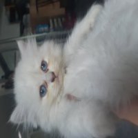 ขายลูกแมวเปอร์เซียสีขาวอายุ2เดือน