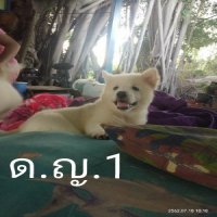 ขายลูกสุนัขบางแก้วอายุ 31 วัน