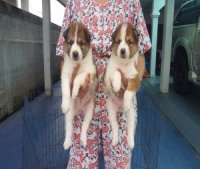  ลูกบางแก้วสวยๆ(เมีย) เกรด A ชุดที่ 162 จาก kankarn club มีจัดส่งทั่วประเทศ(กันย...