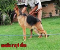 ขายสุนัขเยอรมันเชฟเพิร์ด เพศเมียอายุ 9 เดือน สายเลือด VA 