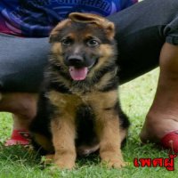 ขายลูกสุนัขเยอรมันเชพเพิร์ด พ่อนอกแม่นอก สายเลือด VA เพศผู้ 
