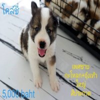 ลูกสุนัขน้อยบางแก้วแท้ (คอก1) มีใบ pedigree ลูกสุนัขน้อยอยู่กาญจนบุรี
