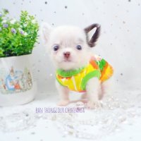 (( บ้านทองเหลาชิวาวา )) เปิดจอง ดญ.หนูดี สีขาวช็อค สายเลือดดีลิตเติ้ลโฮปเจแปน แบ...
