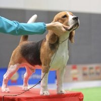 [ฟาร์ม] แบ่งจำหน่ายลูกสุนัขพันธุ์บีเกิ้ล (Beagle) เกรดประกวด