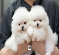 FYPOM KENNEL ขายเด็กหญิงเด็กชาย สีขาว โครงสร้างดี ขนแน่น 2 ชั้น สุขภาพดี 