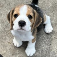 [ฟาร์ม] แบ่งจำหน่ายลูกสุนัขพันธุ์บีเกิ้ล (Beagle) เกรดประกวด