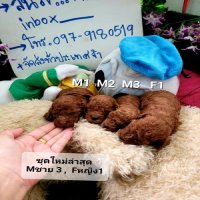 ชุดใหม่ล่าสุด poodle toy สวยๆ