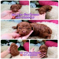  พุดเดิ้ลทอย เกรดพรีเมียม poodle toy New Group‼️